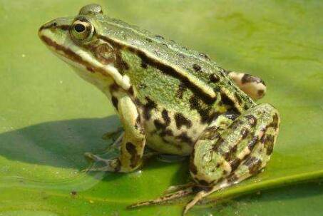 �����м����ȣ�_����