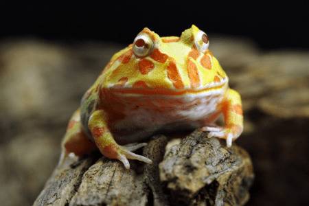 角蛙怎么过冬,角蛙怎么冬眠_养殖问答