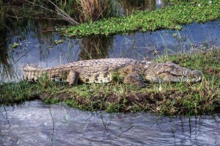 鳄鱼是不是冷血动物?_养鱼