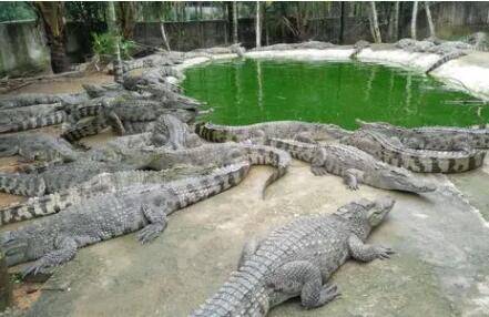 鳄鱼害怕什么颜色?_养鱼