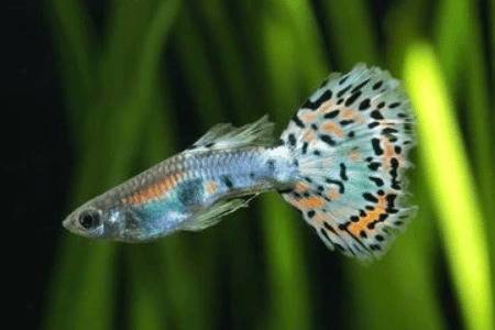 孔雀鱼幼崽需要隔离吗,孔雀鱼多大可以合缸?_养鱼