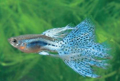 养孔雀鱼用什么水,能不能用自来水养_养鱼