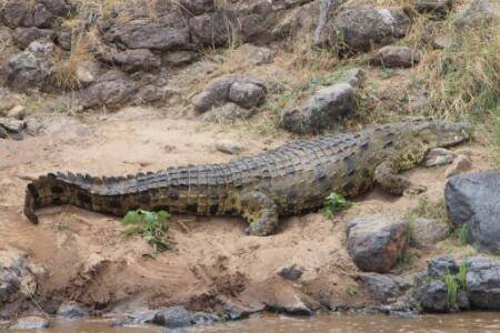 鳄鱼可以跑多快?_养鱼