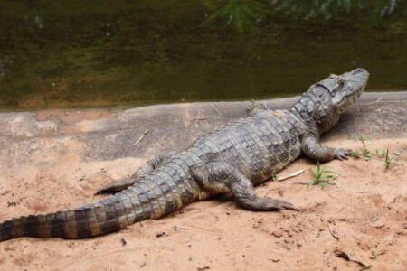 鳄鱼会下蛋吗?_养鱼