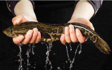 黑鱼脏不脏?_养鱼