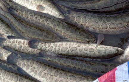 黑鱼会不会咬人?_养鱼