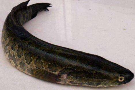 ������û�����ݣ�_����