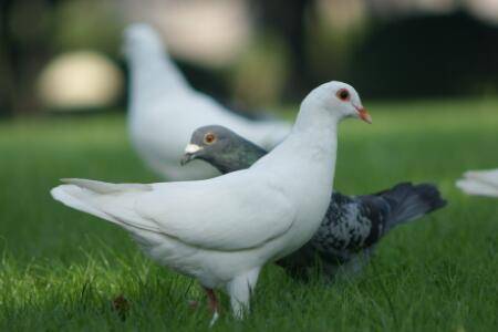 ��뵰����ʱ��೤_����