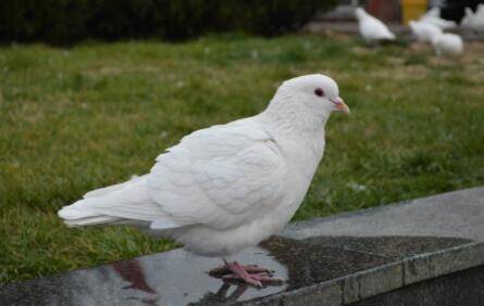 肉鸽公母怎么进行分别?_养鸽