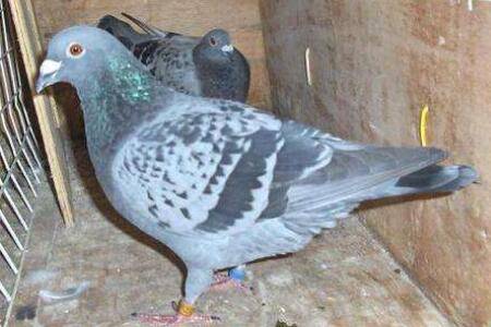 信鸽不换毛什么原因_养鸽