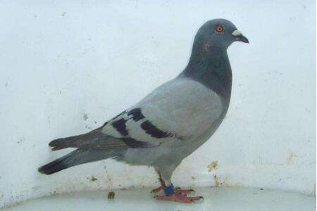 信鸽鹅口疮怎么治疗?_养鸽