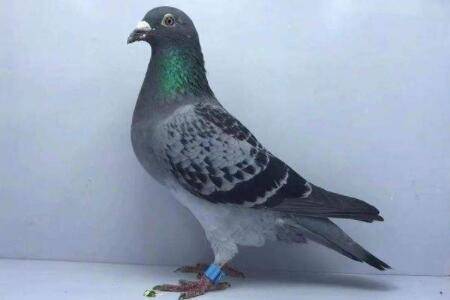 信鸽从出壳到起飞要多长时间_养鸽