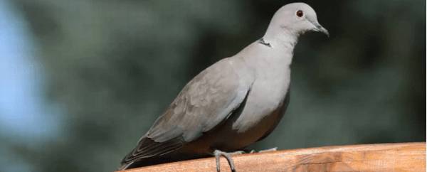 信鸽怎么分公母?_养殖问答