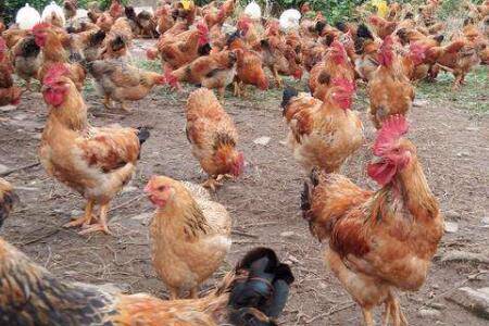 �⼦���˰׹ڲ���ô�죿_����