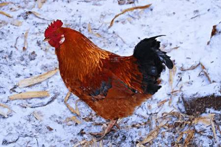 鸡冬天晚上能露天过夜?_养鸡