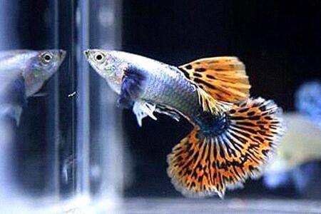 孔雀鱼拉黑粑粑多久开始下小鱼_养鱼