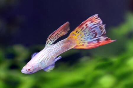 ��ȸ�������ÿ�ʼιʳ_����