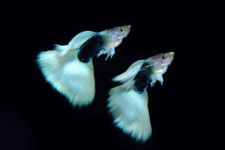 ��ȸ��ιʲô��_����