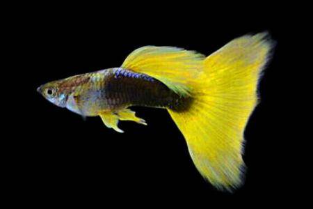 孔雀鱼生完小鱼会把小鱼都吃掉吗?_养鱼