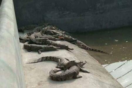 鳄鱼攻击人吗?_养鱼