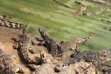 鳄鱼认主人吗?_养鱼