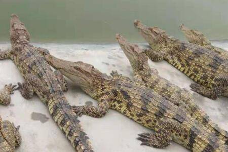 鳄鱼冬天怎么过冬?_养鱼