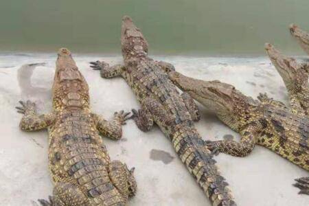 鳄鱼是不是冷血动物?_养鱼