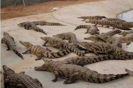 鳄鱼会不会叫?_养鱼