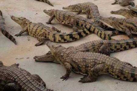 鳄鱼害怕什么颜色?_养鱼