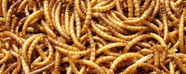 黄粉虫怎么喂鸽子?_养殖问答