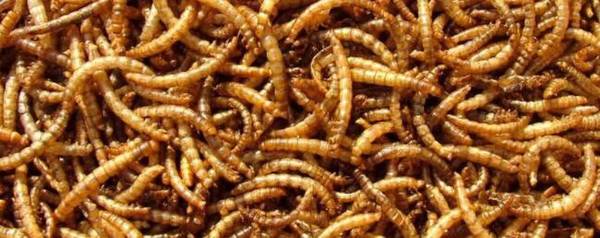 黄粉虫喂鸽子有什么坏处_养殖问答