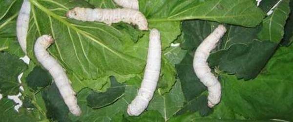 养蚕要多长时间_养殖问答