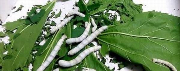 蚕中毒有什么症状,蚕中毒了怎么办_养殖问答