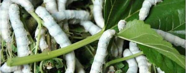 养蚕喂什么食物_养殖问答