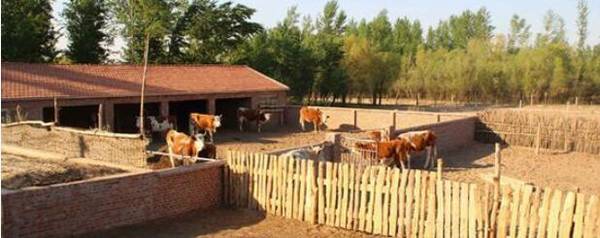 养牛一般喂什么颗粒草_养殖问答