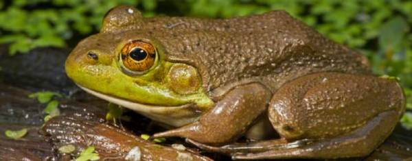 牛蛙和美蛙的区别是什么_养殖问答