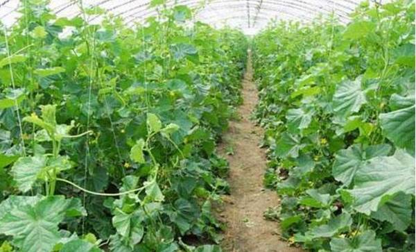 黄瓜最佳种植时间的选择_蔬菜种植