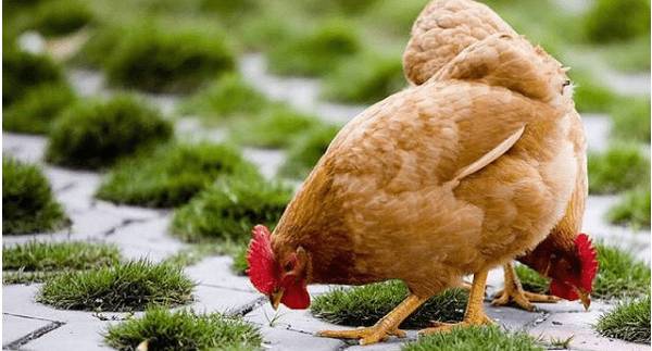 三黄鸡的养殖注意事项_养鸡