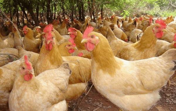 三黄鸡的养殖注意事项_养鸡