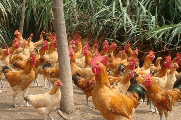 三黄鸡的养殖注意事项_养鸡