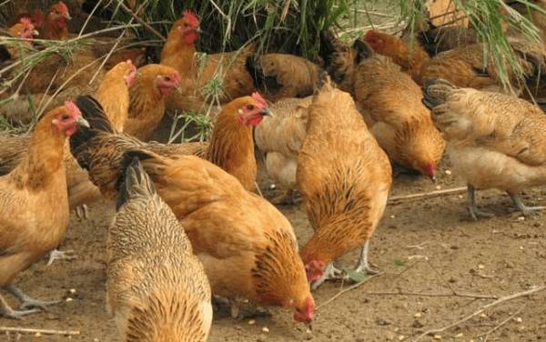 三黄鸡的养殖注意事项_养鸡
