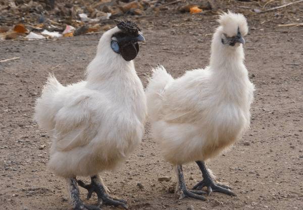土鸡的五大品种,寿光鸡个头最大_养鸡