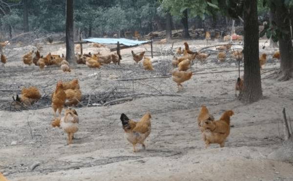 梅岭土鸡简介,地方土鸡培育出的优良土鸡_养鸡