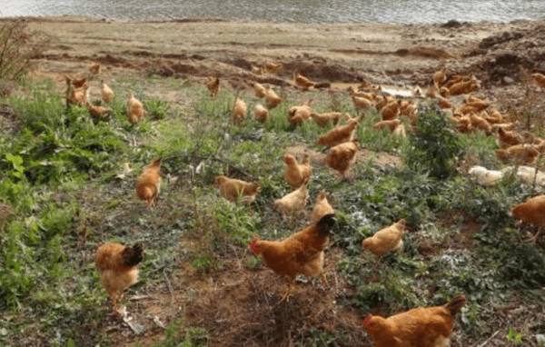 梅岭土鸡简介,地方土鸡培育出的优良土鸡_养鸡