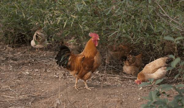 梅岭土鸡简介,地方土鸡培育出的优良土鸡_养鸡