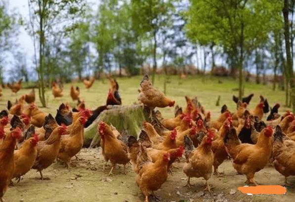 崇仁麻鸡简介,崇仁麻鸡的生长特点及产地分布_养鸡