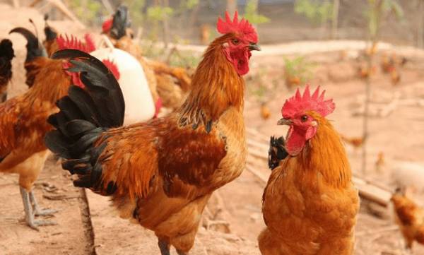 固始鸡简介,河南固始县的名牌土鸡_养鸡