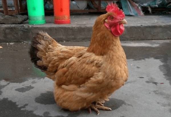 浦东鸡简介,上海本地土鸡品种,人称“九斤黄”_养鸡