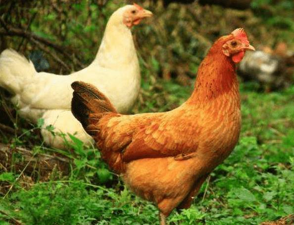 萧山鸡简介,曾入住王宫的珍品土鸡_养鸡