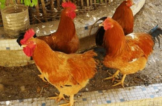 萧山鸡简介,曾入住王宫的珍品土鸡_养鸡